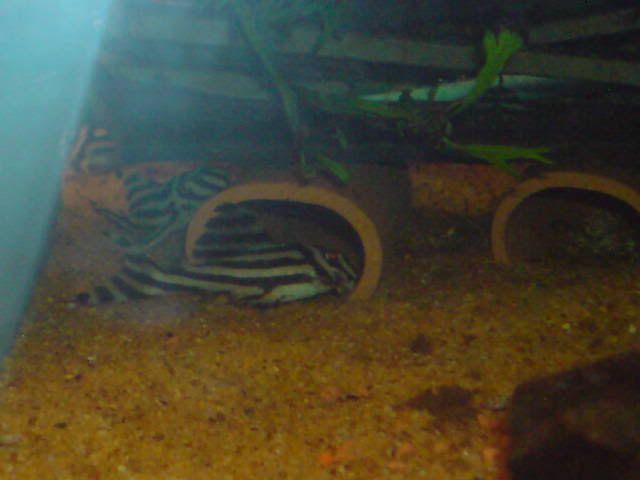 DSC000361.jpg