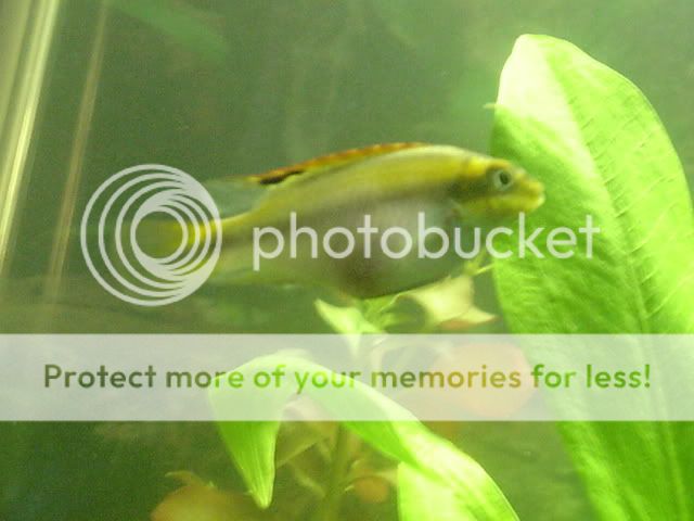 fishies004.jpg