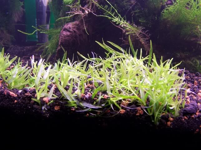 Stargrass.jpg