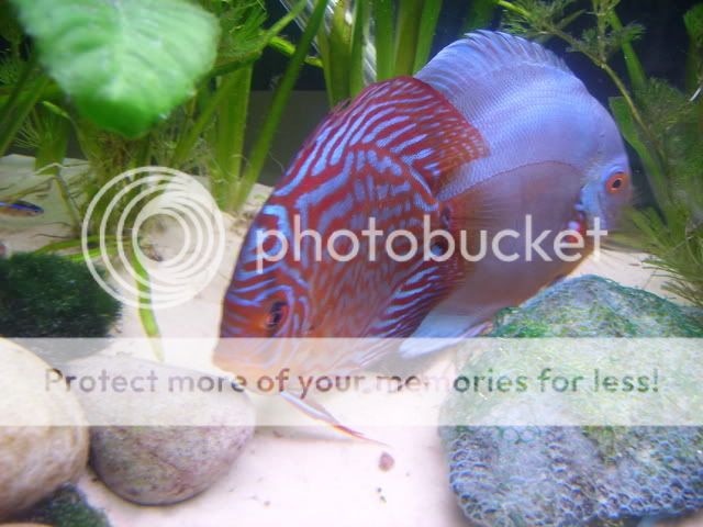 fish1014.jpg