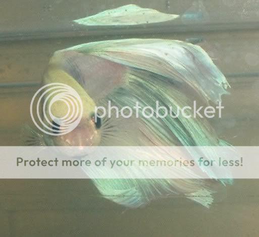 0000000000000bbetta.jpg