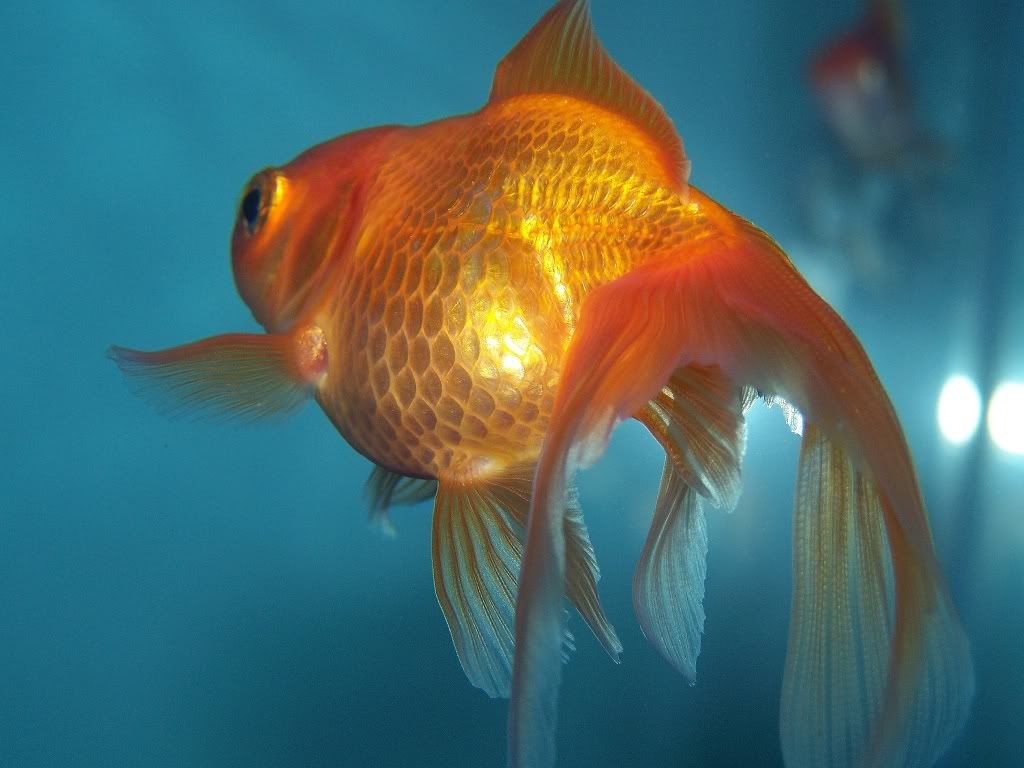 goldiecloseup.jpg