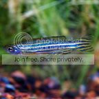 ZebraDanio_zps08e3326c.jpg