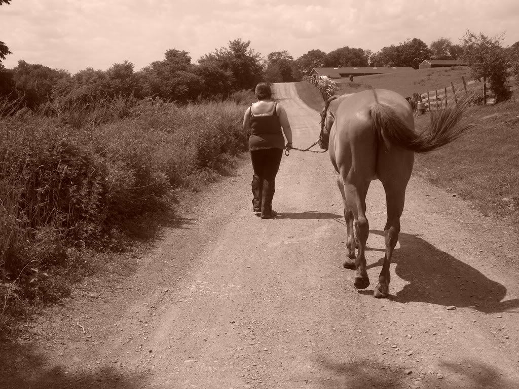 horse022.jpg