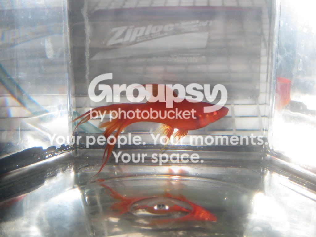 SpringFishExpo10023.jpg