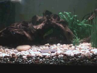 CaveWithPlec-1.jpg