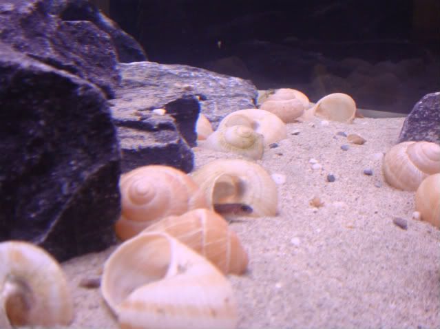 shelliebiotope015-1.jpg