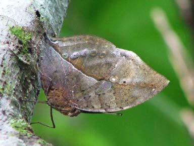 leafbutterfly.jpg