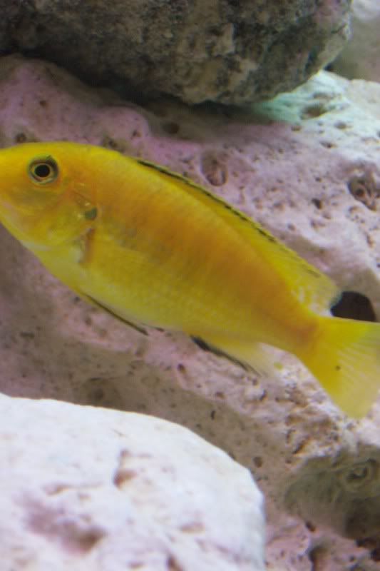 newfish2011.jpg