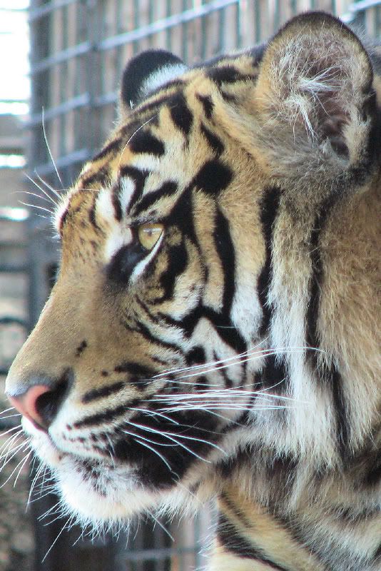 SumatranTigerMale3.jpg