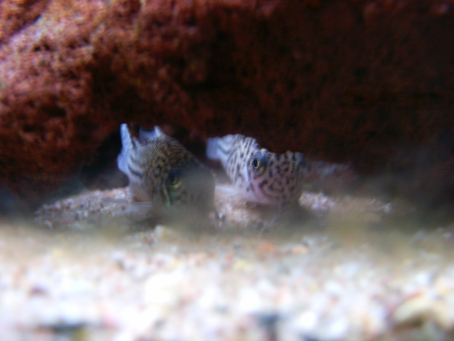 Corydoras3.png