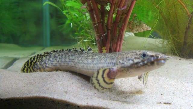 Bichir1.jpg