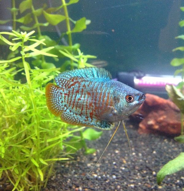 NeonDwarfGourami_zps23af83bb.jpg