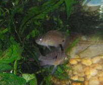 BRYANFAMILYpets0492.jpg