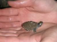 R200_1aaaMap20Turtle.jpg