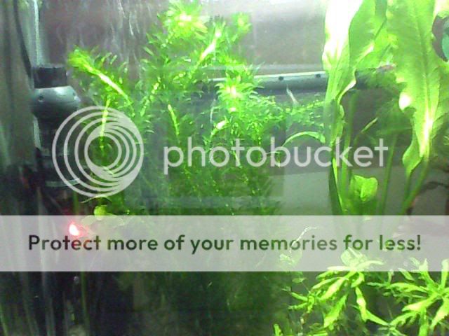 Image_00046-1.jpg
