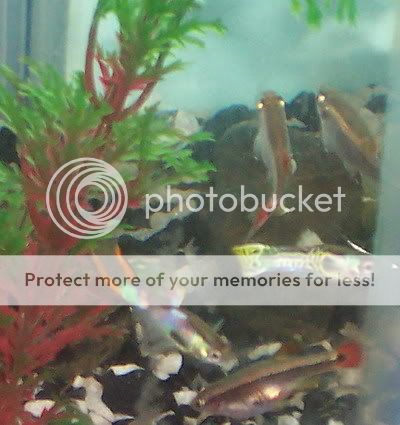 endlers018.jpg