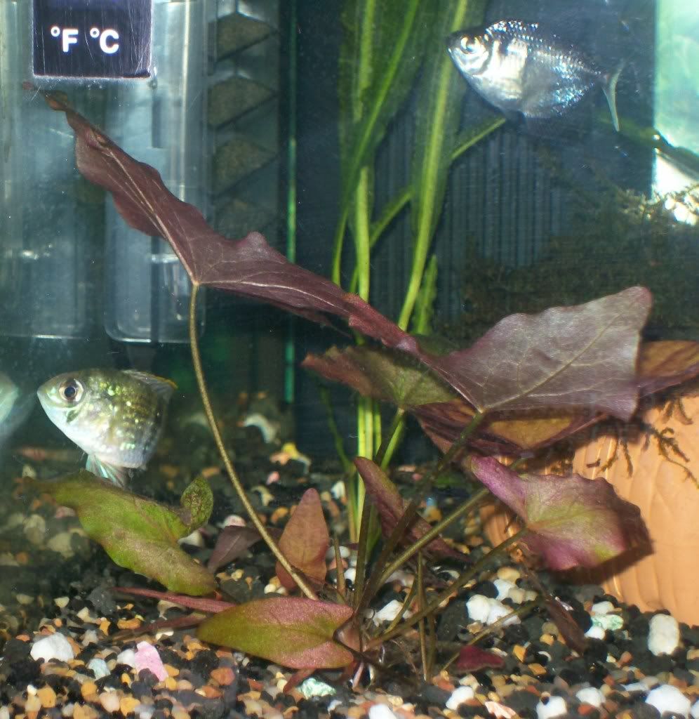 acara013.jpg
