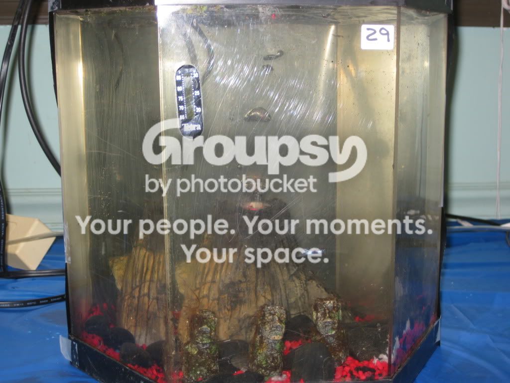 SpringFishExpo10054.jpg