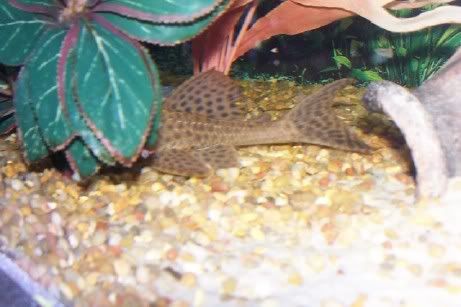 pleco5.jpg