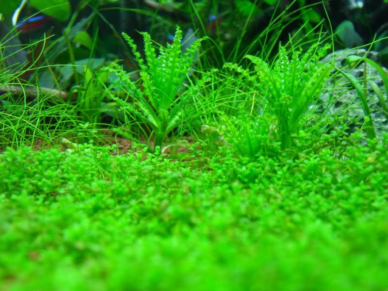 trim3.jpg