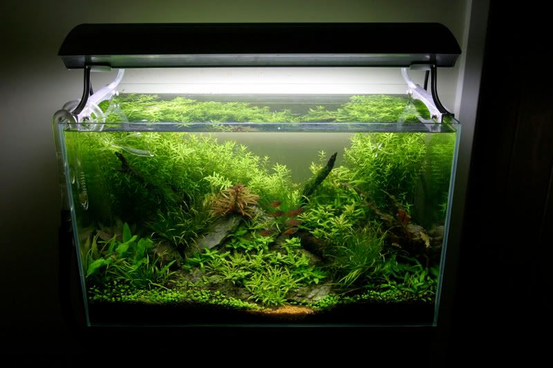 60cm-jan25.jpg