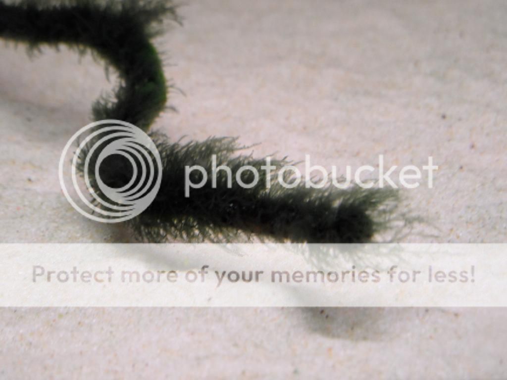 SAM_1761_zps2bc05b61.jpg
