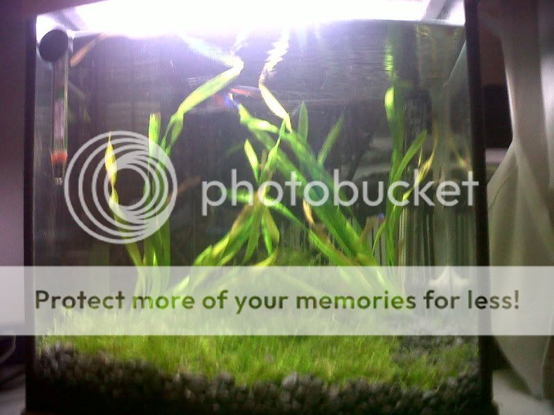 IMG00159-20110219-2309.jpg