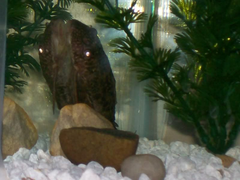 pleco3.jpg