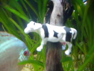 littlefishy011.jpg