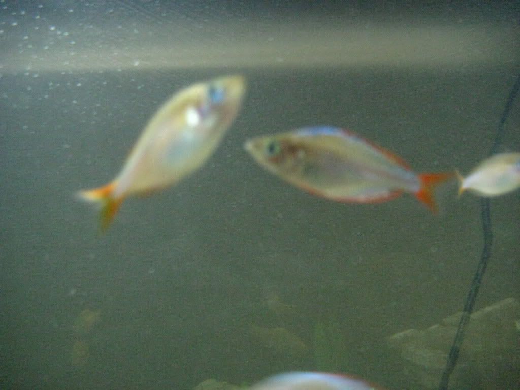 IMG_0458.jpg