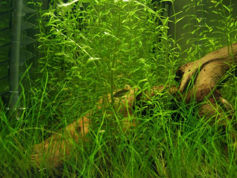 Fishcube25.jpg