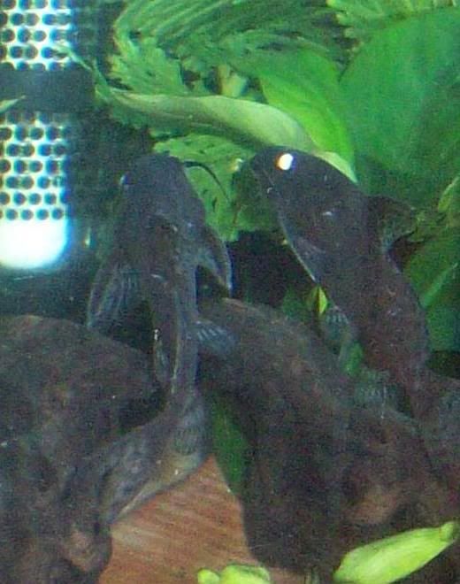 mycatfish2.jpg