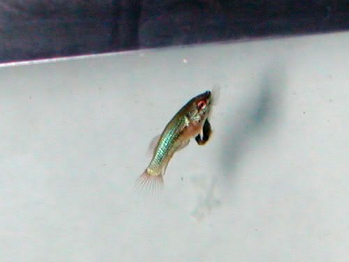 DSCN9095.jpg