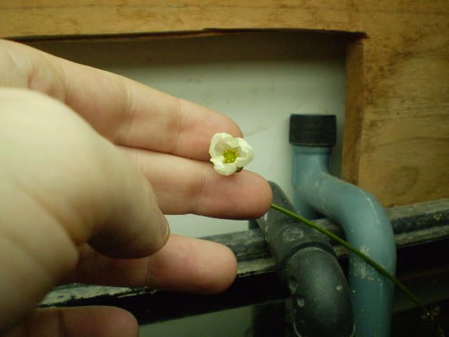 045.jpg