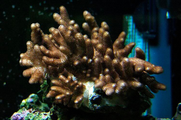 asinularia.jpg