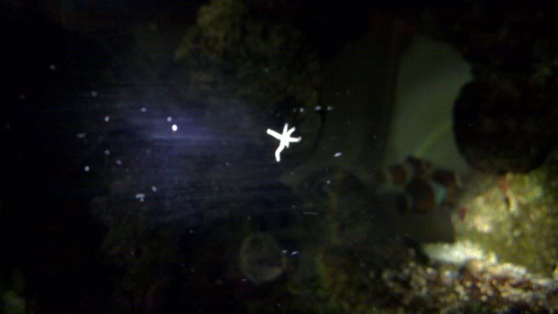 Brittle-Star.jpg