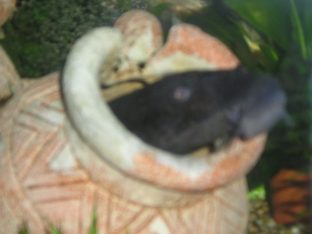 fishstuffforsale004.jpg
