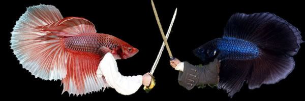 fightingfish.jpg