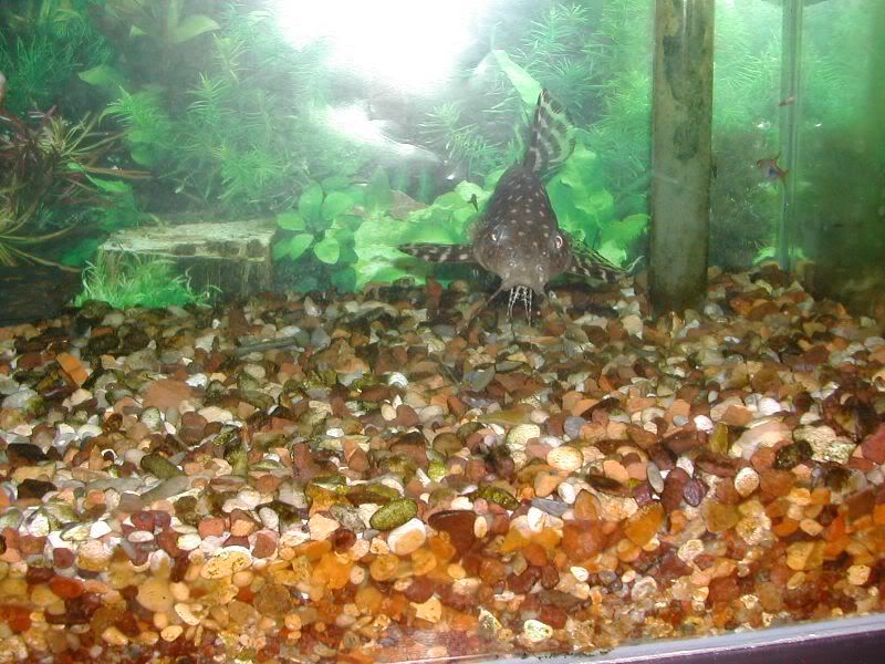 DSCN1420.jpg