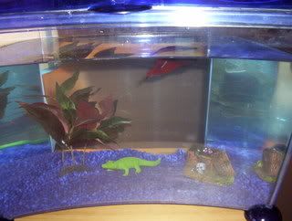 bettas006.jpg