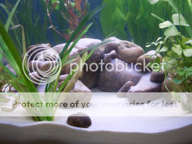 2006_0713fishtank0006.jpg