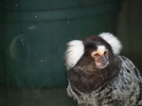 marmoset1.jpg