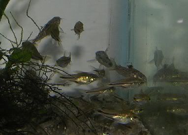 pygmaeusandaspadoras.jpg