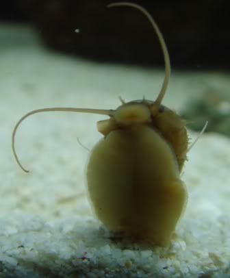 stomatella4.jpg
