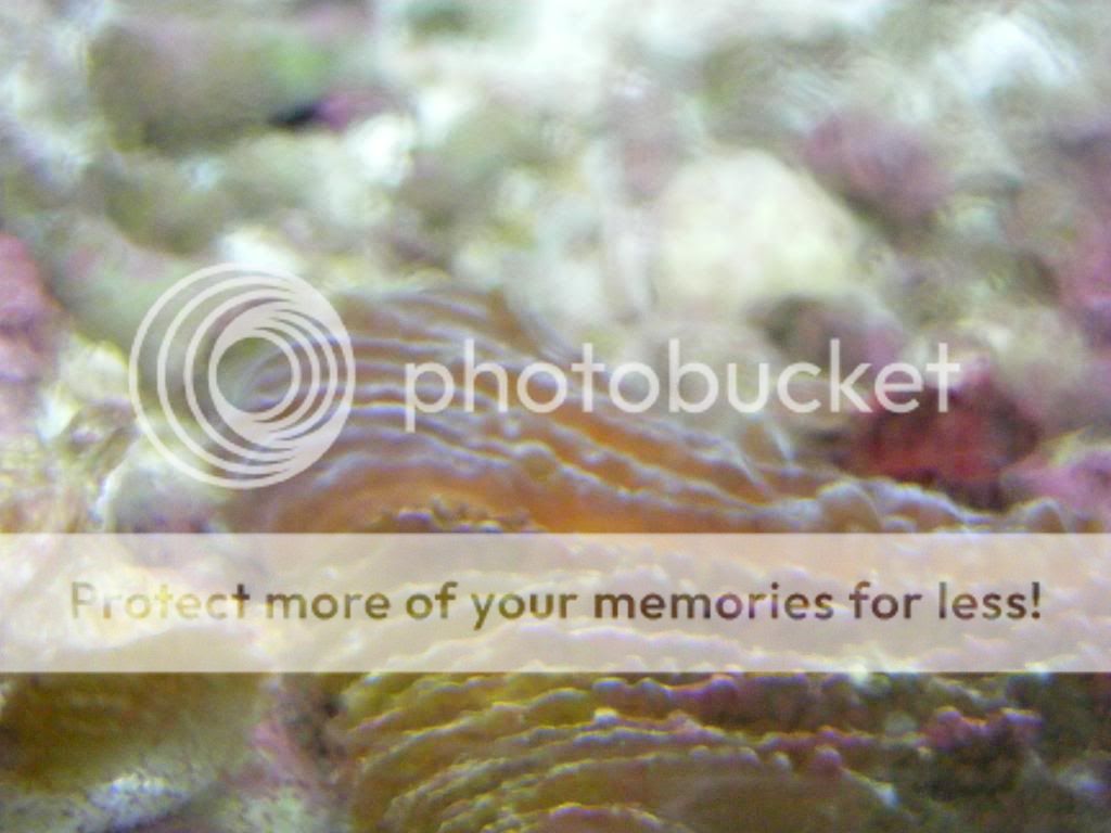 newfish015.jpg
