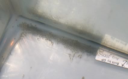 Blackshatched110705.jpg