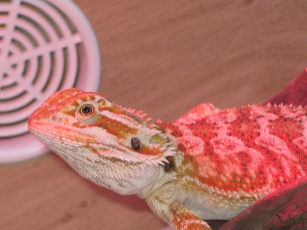 beardieee034.jpg