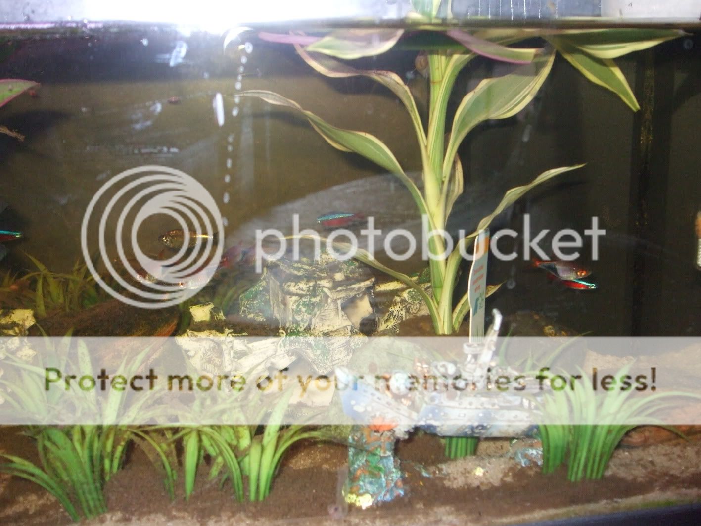 DSCF1651.jpg
