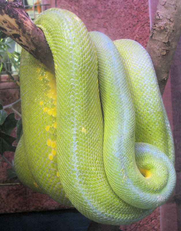 GreenTreePython.jpg